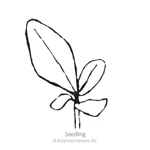 Shades of Summer Verbascum (Mullein) Seeds