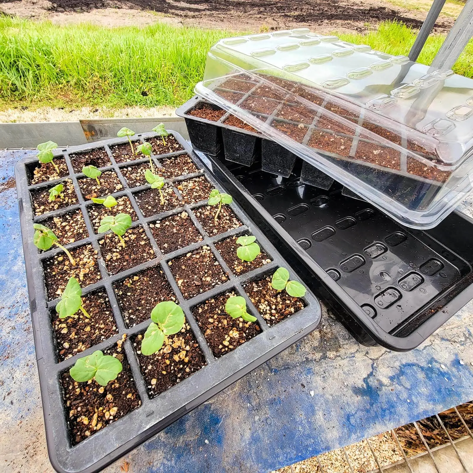 Hoss 48-Cell Seed Starting Kit with Durable Growing Tray – Easy-to-Use Set for Home Garden Greenhouse Supplies