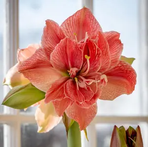 Hippeastrum Seeds – Giant Amaryllis Blooms, Vibrant Color Flowers, Easy to Plant & Beginner-Friendly, Non-GMO Flower Seeds for Indoor & Outdoor Garden, Long-Lasting Ornamental Plant, Perfect Gift for Plant Lovers,summervibes