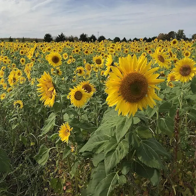 Lemon Queen Sunflower Seeds for Planting - Plant & Grow Yellow Sunflowers in Your Home Outdoor Garden | Heirloom Non GMO Seed Planting Packets with Full Instructions - Great Gardening Gift, 1 Packet 50+seeds
