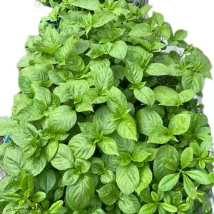 Nchanwu Seeds | African Scented Leaf | Aromatic Daidoya,Ocimum Gratissimum Seeds | Scent Leaf