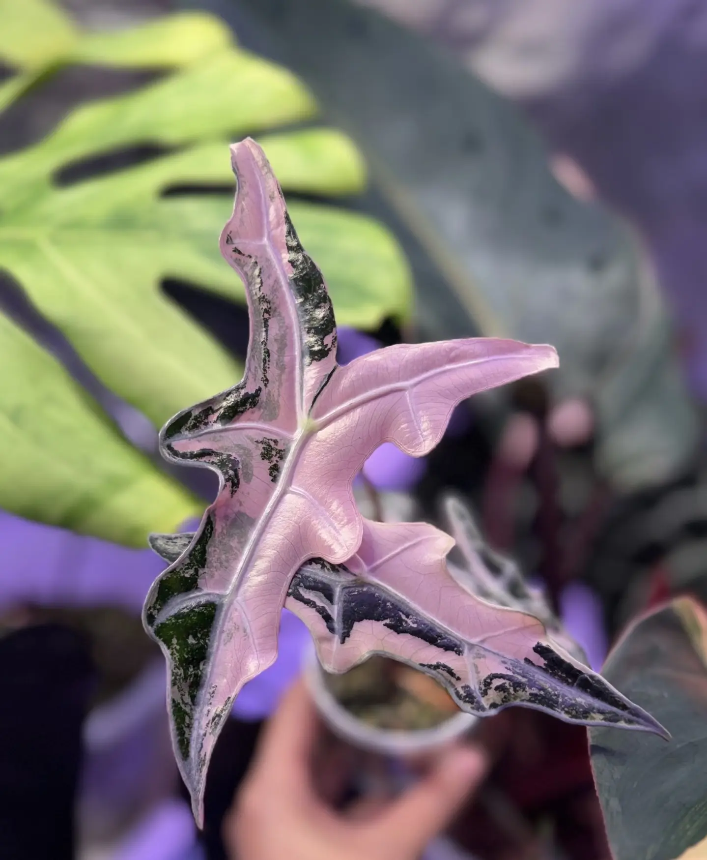 Rare Alocasia Nobilis Pink Variegated Korean Version Live Starter Plant 2-Inch Pot