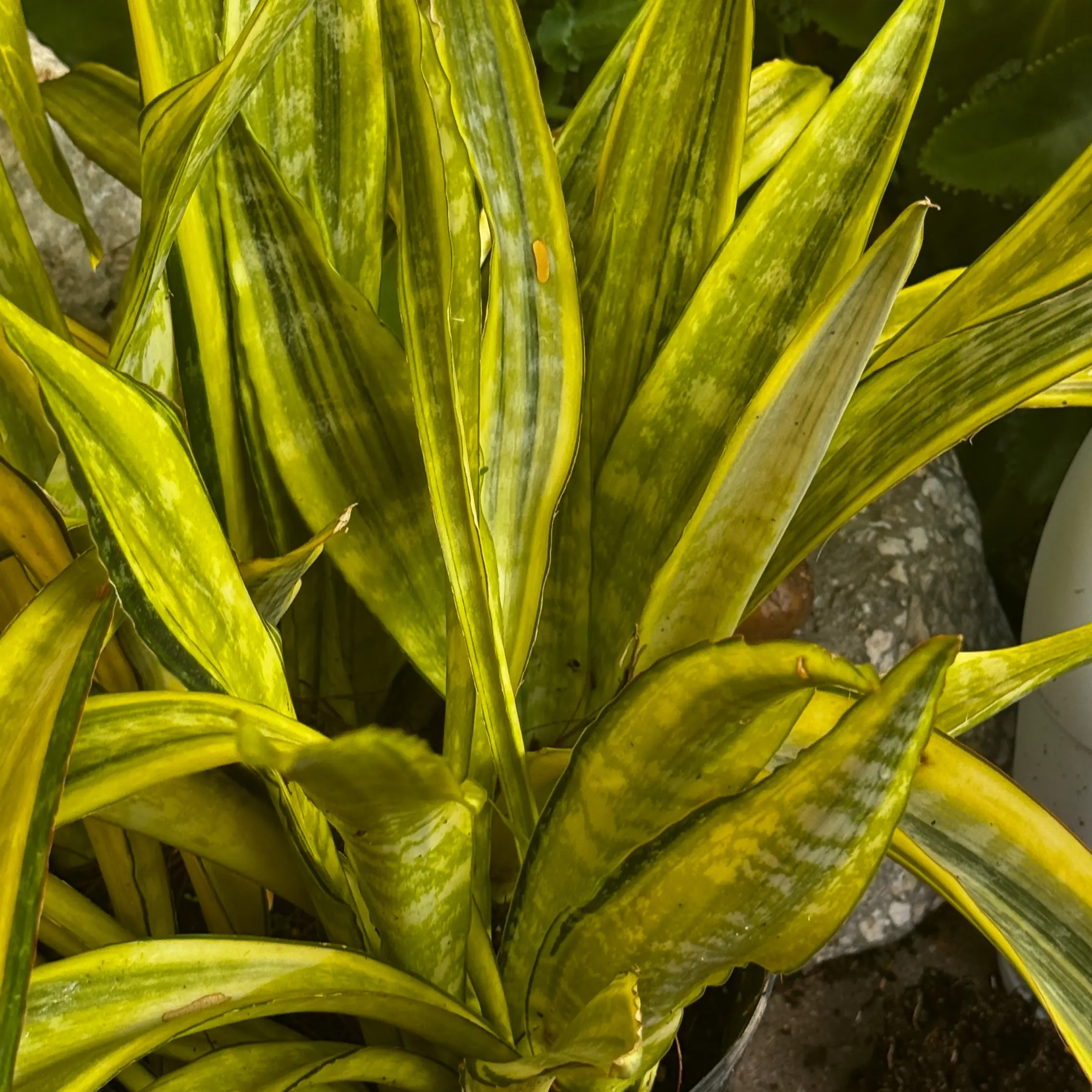 black snake plant Potted 12