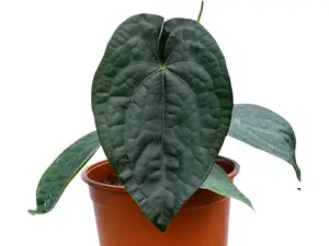 Anthurium David Portilla Dreams