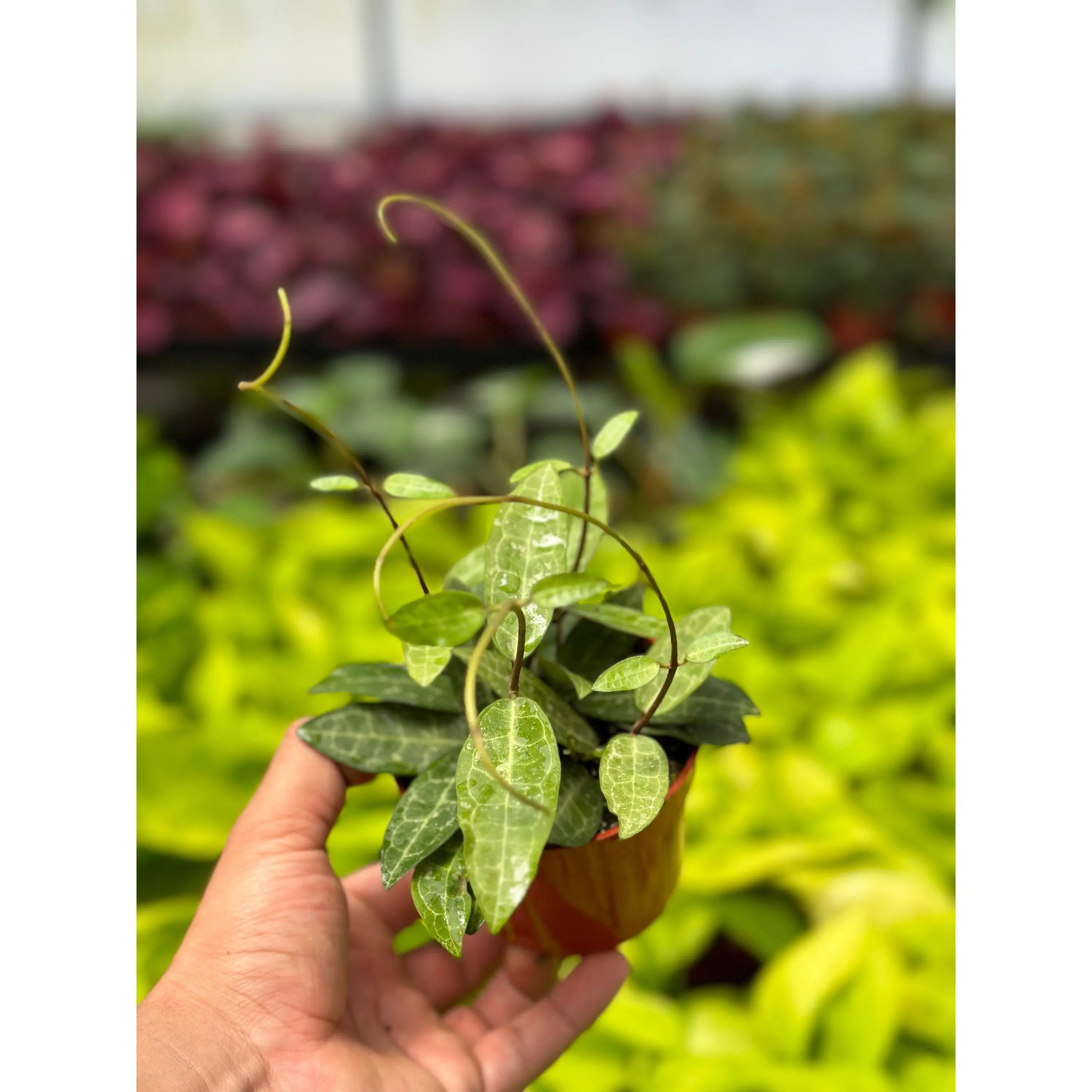 Hoya Elliptica - 4" from MyPlants