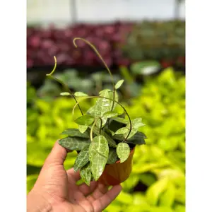 Hoya Elliptica - 4" from MyPlants