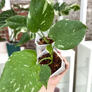 Monstera Thai Constellation Grower’s Choice