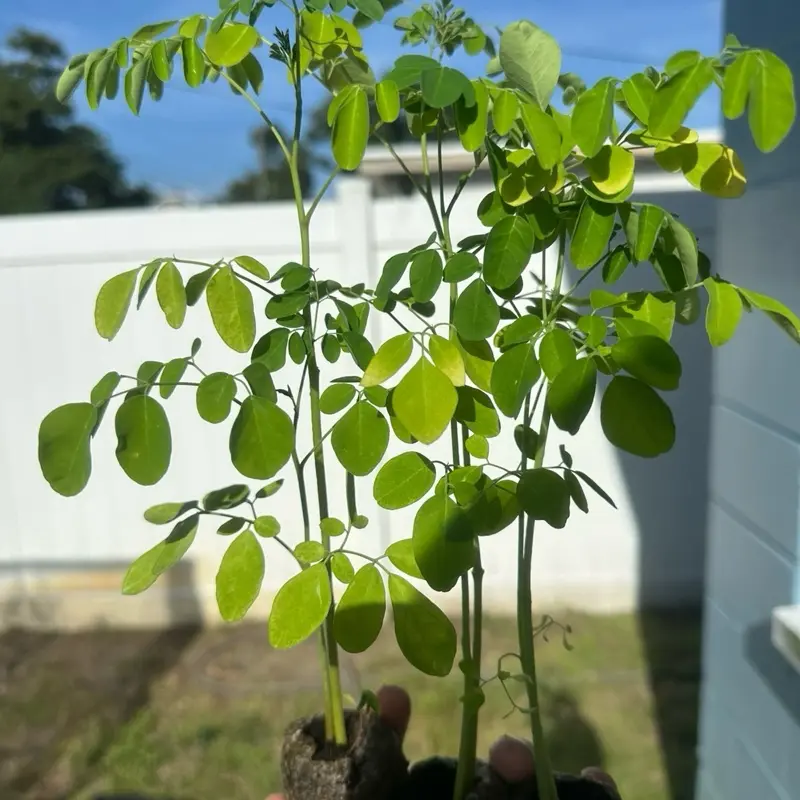 Organic Moringa Oleifera Live Tree Plant (1 ft+), Fast-Growing Edible Medicinal Superfood Starter for Outdoor Garden Supplies