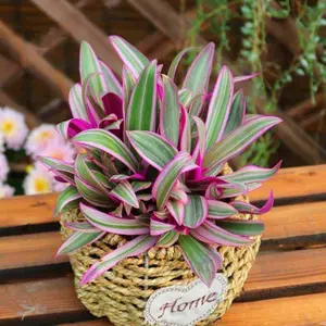 Variegated Purple Heart Plant - Setcreasea - Indoors or Outdoors