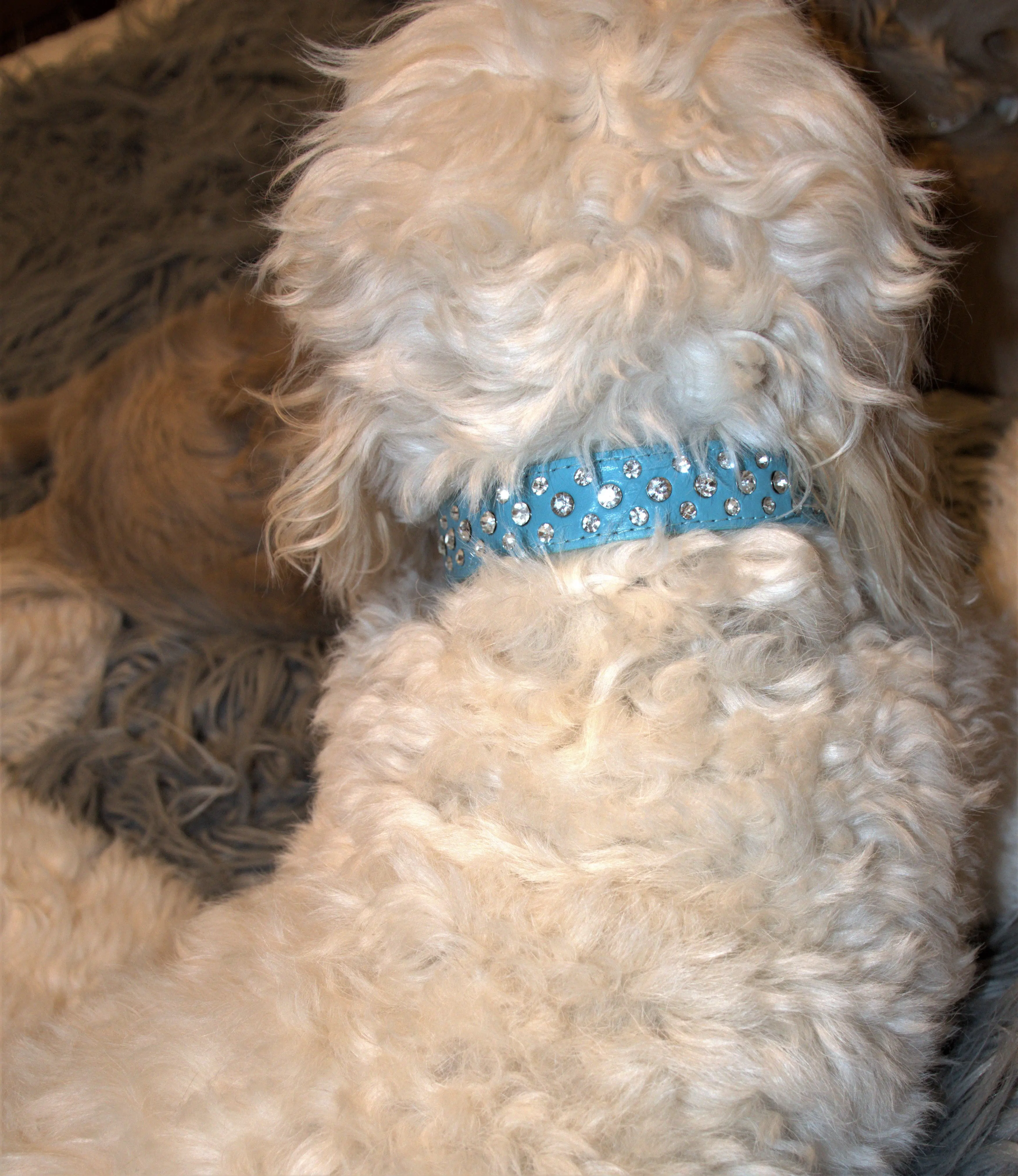Baby Blue  Collar