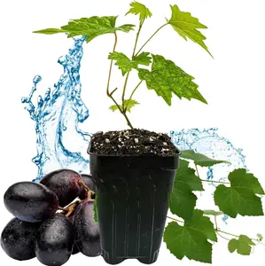 Southern Home Muscadine Grape - Vitis rotundifolia for Outdoor Gardeners