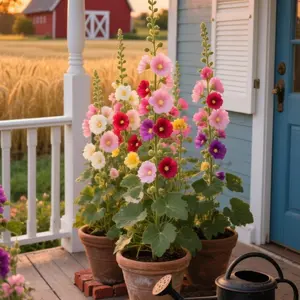 Radiant Rose Double Hollyhock Seeds Colorful Perennial Flowers Attracts Butterflies Ideal for Outdoor Garden Landscaping All Seasons