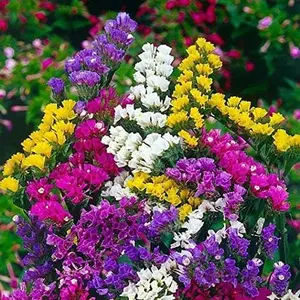 100 Statice Flower Seeds -Stunning Mixed Colors - Great for Cut Flowers