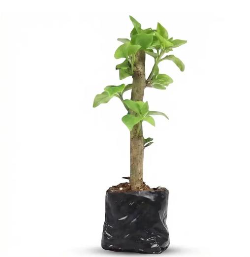 Bougainvillea Seedlings — A Vividly Colored Shrub and Easy-to-Care-for Garden Plant