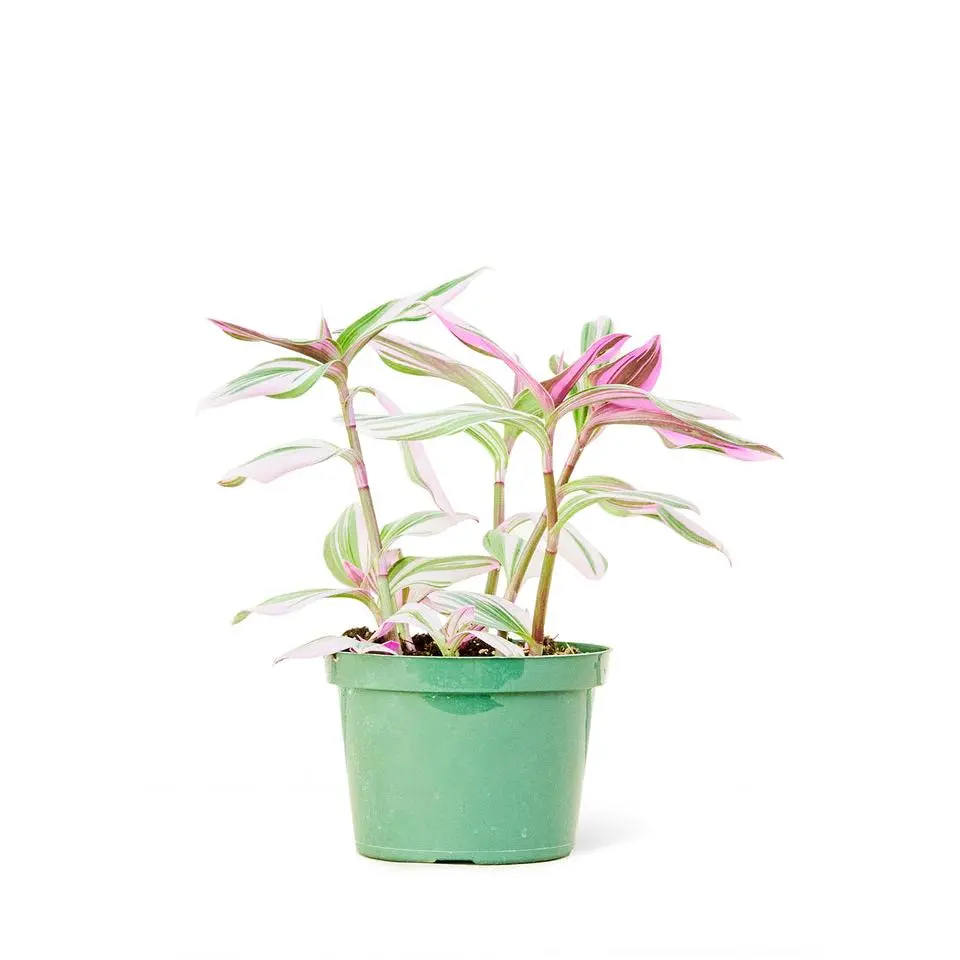 Tradescantia 'Nanouk', Medium