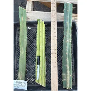 #EC86 EXACT Trichocereus Bridgesii "Jiimz" TLC Ornamental Cactus cuttings