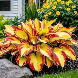 800PCS Hosta Seeds Shade-Loving Perennial – Easy Grow Garden Essential