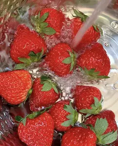 "800-1000 Seeds: A Strawberry Lover's Dream—From Sowing to Delicious Fruits!