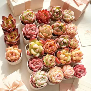 12/24-Pack Colorful 0.5-1.5in Live Succulents  Bare Root, No Pot, Easy Care, Perfect Gift, Indoor & Garden Decor