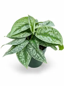 Pothos Scindapsus Pictus Exotica, Live Plant, Tropical Indoor Houseplant