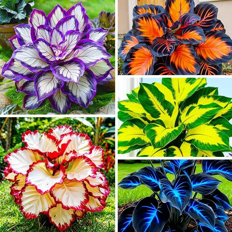 Hosta Seeds, Mixed Varieties 1000Pcs, Hardy Perennial Shade-Tolerant Seeds For Planting, Ideal For Ground Cover, Flower Bed Edging, Courtyard Greening, Potted Decor, Gardening Hobby Gift