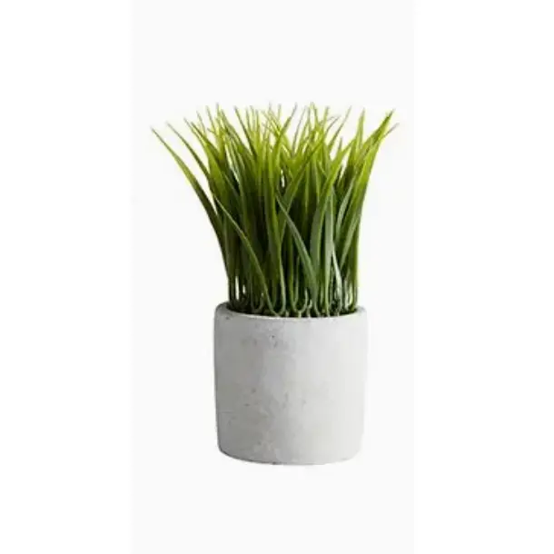 Bush in Cement Pot