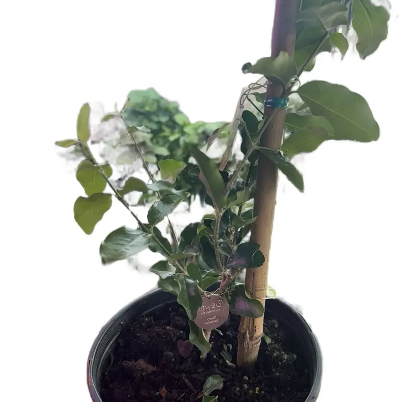 Cherry Tree 6in