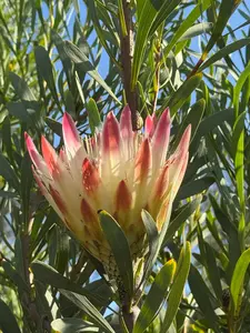 Protea repens: A Versatile South African Gem, A Spiky Sensation