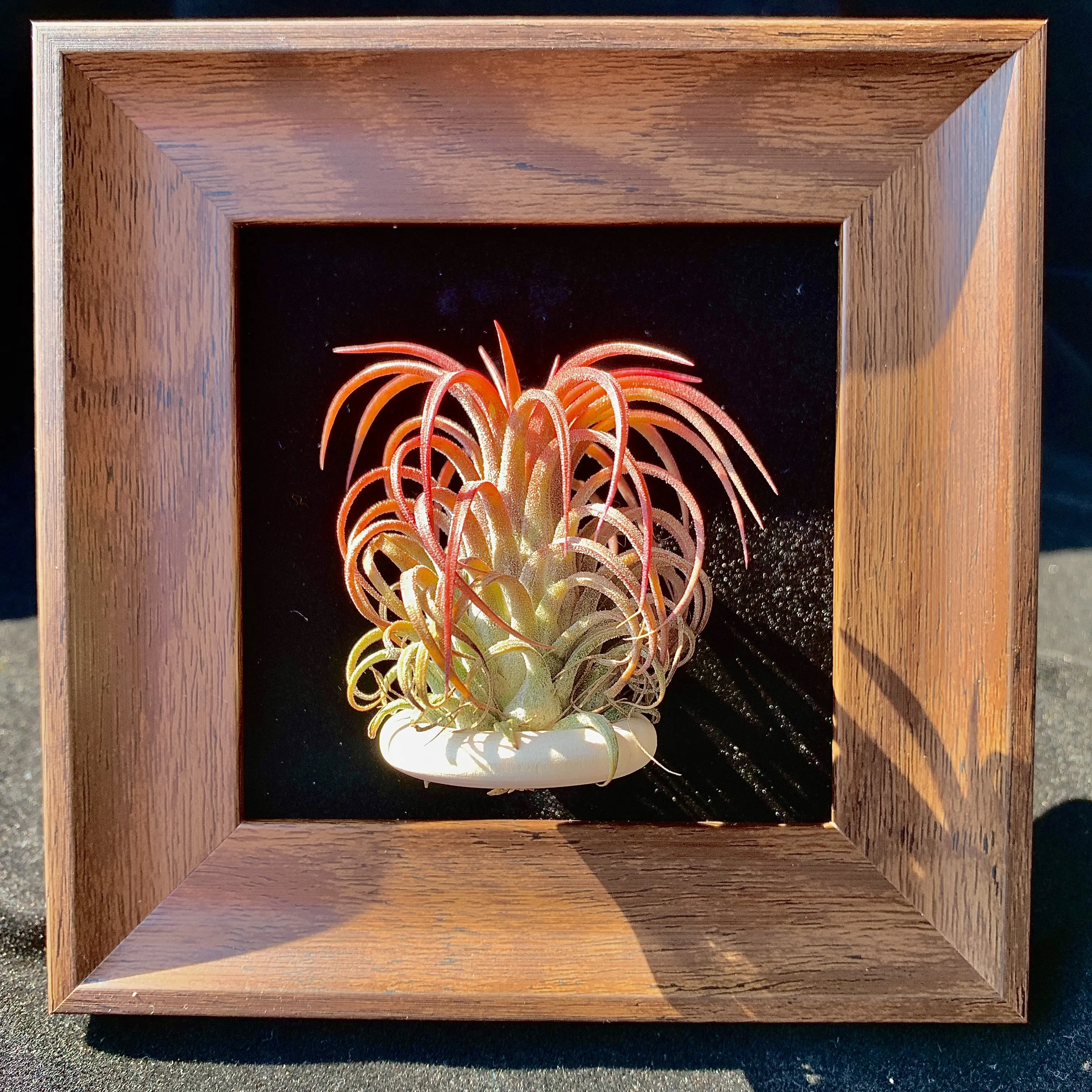 Black Frame – 4" with Single Plant（Floral Elf）