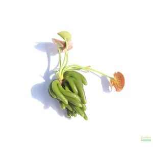 Banana Plant- Nymphoides aquatica- Easy Beginner Plant Banana Plant- Nymphoides aquatica- Easy Beginner Plant