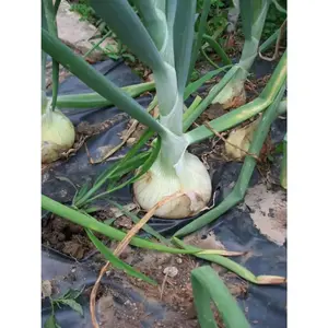 White Sweet Spanish Onion Seed  ,Spring, late Summer or Fall, Asian Vegetable
