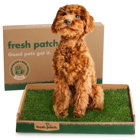 Fresh Patch Real Grass Standard (24" x 16")