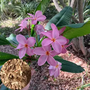 10 Violet Plumeria Seeds - Flower Seed Pack, Fragrant Perennial Blooms, Exotic Plant Seeds for Containers, Tropical Garden Vibe, Premium Seeds for Planting