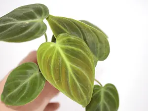 Philodendron El Choco Red 2” Potted Live Plant - Rare Exotic Houseplant - Red Undersides - Velvet Foliage - Tropical Gift - Unique Indoor Plant - Dark Green - Shimmering Texture - Collector's Item - Heart Shaped Leaves