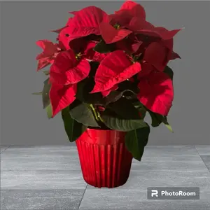 Fresh Live Poinsettia Plant