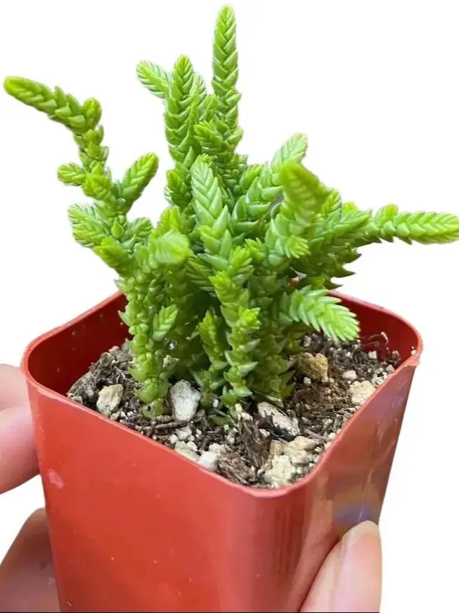 Live Giant Watch Chain Plant - Princess Pine Plant - Giant Watch Chain Succulent Plant - 2 Inch Pot