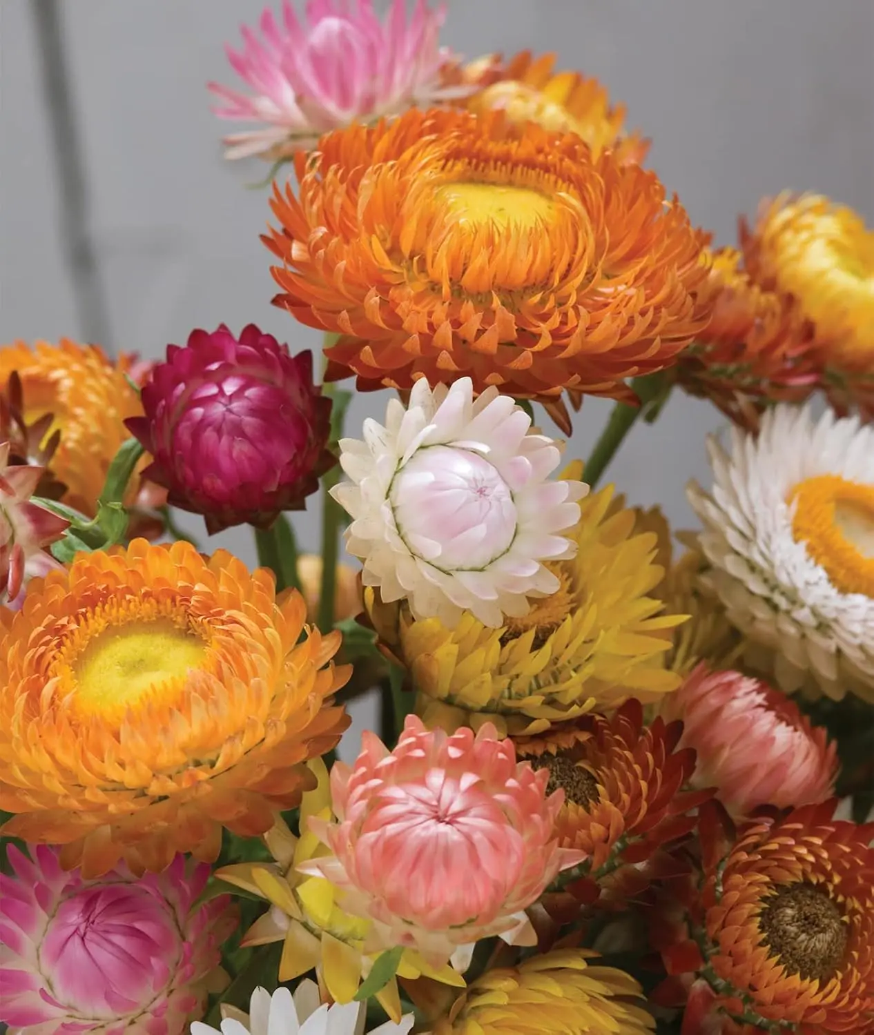 750 Strawflower Seeds for Planting, Tall Mixed Colors Strawflower Flower Seeds, Colorful Annual Garden Flowers for Home Garden & Outdoor Growing