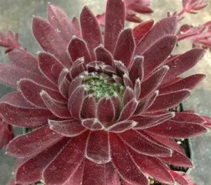 Averil Cold-hardy Succulent - Hens and Chicks Sempervivum Plant - 4-inch pot
