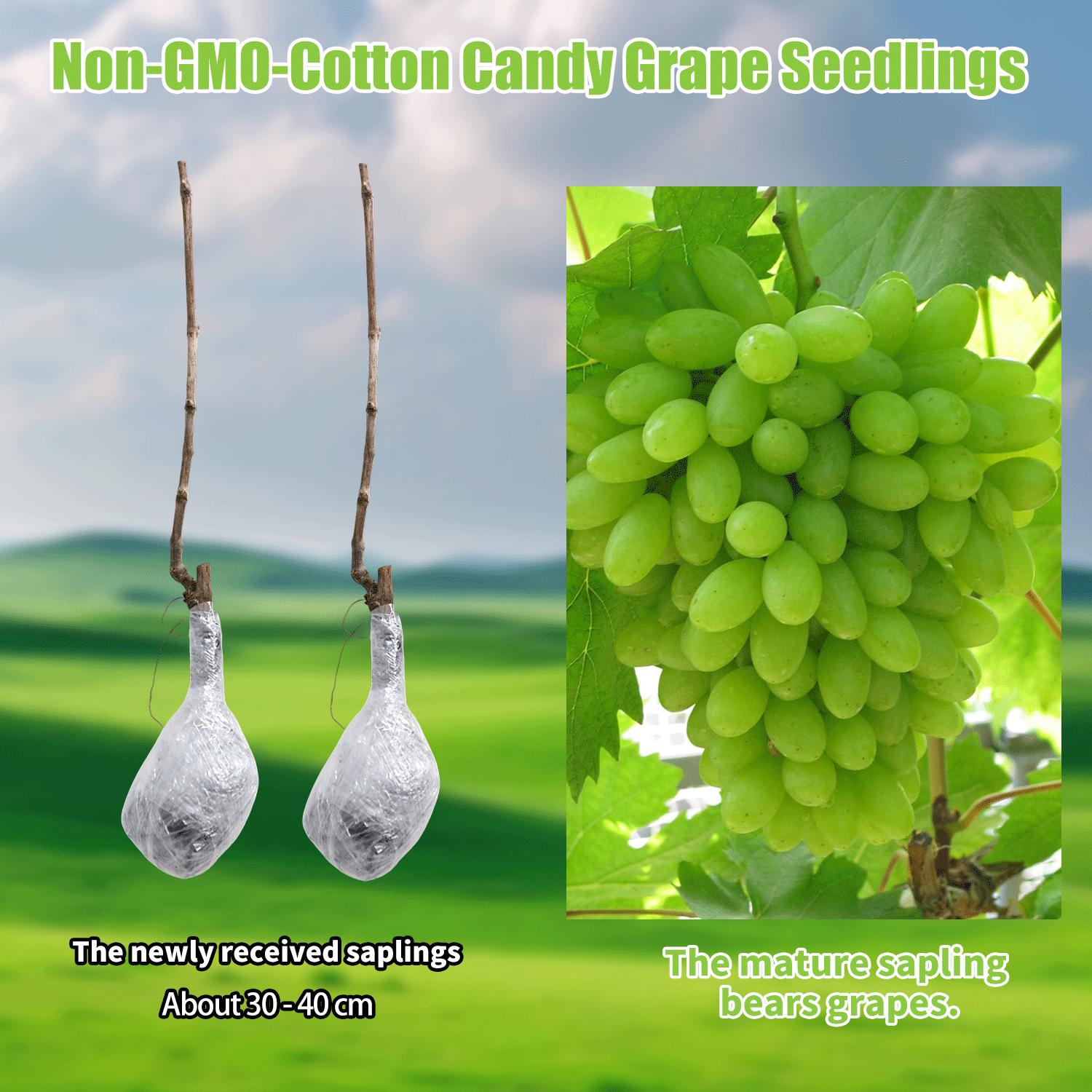 Cotton Candy Grape Vine Tree Seedling – Sweet Table Grapes for Home Gardeners, Easy Care Climbing Fruit Vine for Backyard, Patio & Vertical Gardening