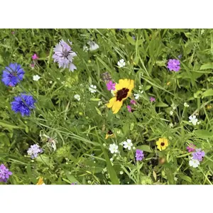 Midwest Wildflower Mix Small Shaker Bottle