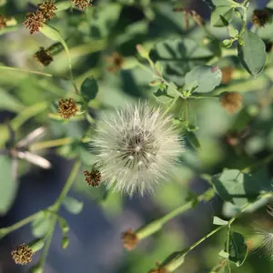 Quillquina Seeds (Porophyllum ruderale) Bold-flavored Bolivian herb also called papalo. Used like cilantro with a stronger, spicy bite.