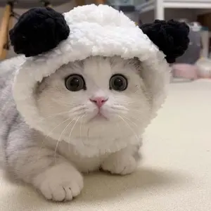 1 Or 2pcs Cute Cat Costume Warm Bear Hats For Cat Adjustable Soft Small Pet Headwear Bear Hat For Cat Puppy Dog Holiday Christmas Halloween, Parties Pictures Outdoor Walking Essential Clothing Matching (Black&White)