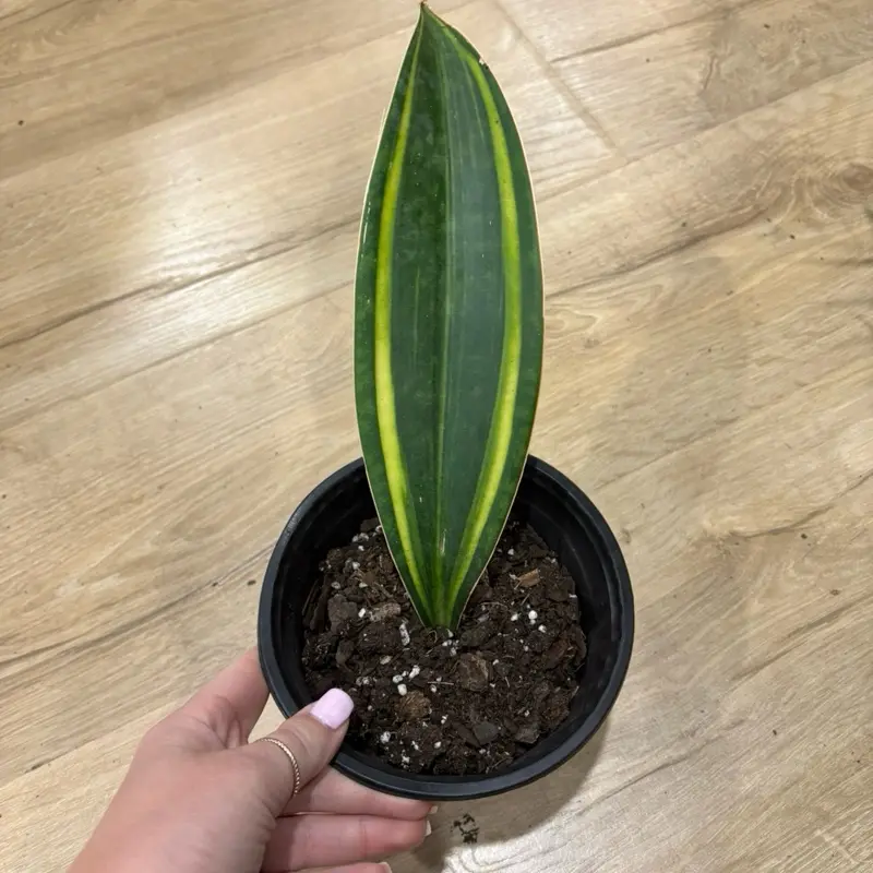 variegated whale fin