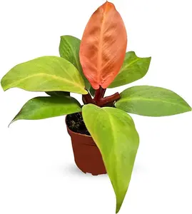 Philodendron Prince of Orange - Versatile Indoor/Outdoor Plant, Thrives in Medium Indirect Sunlight or Grow Lights, Customizable Growth Conditions