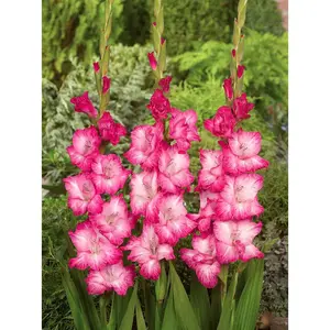 Cantate Gladiolus 10 Bulbs - 12/14 cm - Pink