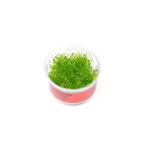 Glossostigma Elatinoides UNS Tissue Culture