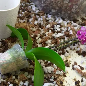 Orchid’s Glow Up