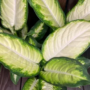 Dieffenbachia Camille
