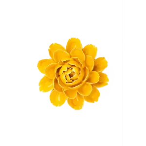 Burnt Yellow Empire Cabbage Flower