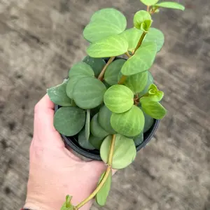 4” Peperomia Hope - Pet-safe